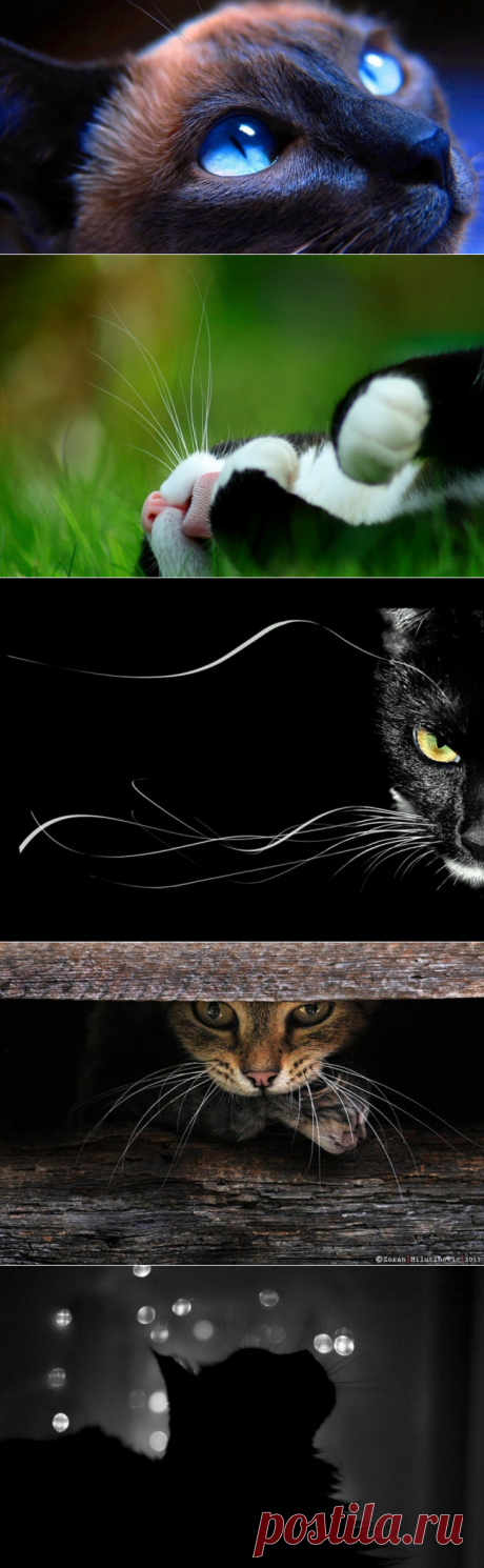 Пост невероятной кошачьей красоты