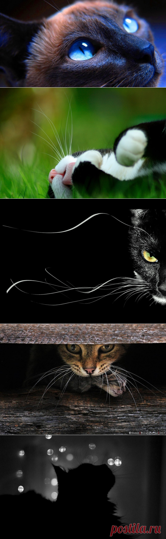 Пост невероятной кошачьей красоты
