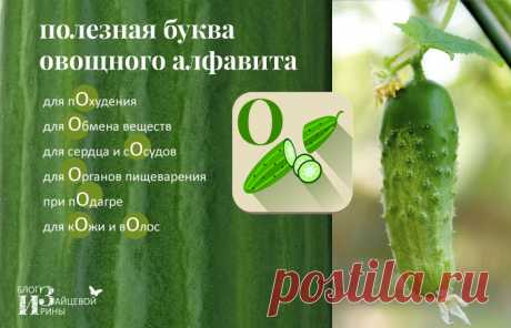 Огуречный сок. Польза и вред. Полезные свойства | Блог Ирины Зайцевой