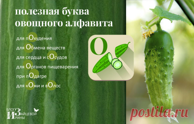 Огуречный сок. Польза и вред. Полезные свойства | Блог Ирины Зайцевой