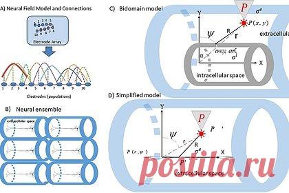 Раскрыто участие электрических полей в формировании памяти. Ученые Массачусетского технологического института продемонстрировали, что слабые электрические поля, возникающие в мозге, опосредуют и координируют связь между нейронами различных областей мозга. Это позволяет создавать функциональные сети, участвующие, например, в формировании новых воспоминаний.