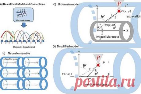 Раскрыто участие электрических полей в формировании памяти. Ученые Массачусетского технологического института продемонстрировали, что слабые электрические поля, возникающие в мозге, опосредуют и координируют связь между нейронами различных областей мозга. Это позволяет создавать функциональные сети, участвующие, например, в формировании новых воспоминаний.