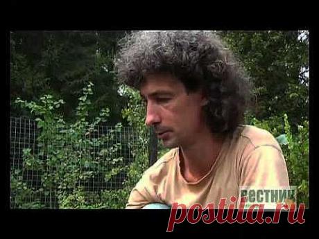 КАК ПРАВИЛЬНО ПОСАДИТЬ КЛУБНИКУ.