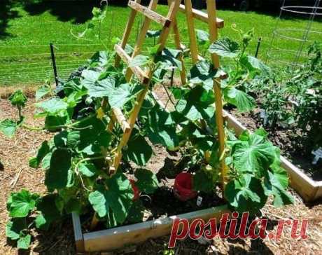 ФОРМИРОВАНИЕ ОГУРЦА, КАБАЧКА И ТЫКВЫ. ПРИЩИПЫВАНИЕ
Сформированный куст огурца на шпалере.
Прищипывание огурцов в открытом грунте
В домашних условиях огурцы лучше выращивать на шпалере или специальной сетке. Для новичков огородников очень важно знать, нужно ли проводить прищипку или нет. На вертикально расположенных побегах необходимость выполнения приема видна лучше.
Правила формирование куста огурцов:
Формирование 7-8 листьев на центральном побеге без появления боковых побегов свидетельству