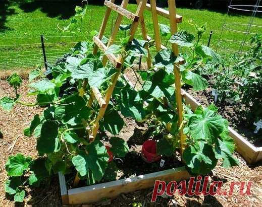 ФОРМИРОВАНИЕ ОГУРЦА, КАБАЧКА И ТЫКВЫ. ПРИЩИПЫВАНИЕ
Сформированный куст огурца на шпалере.
Прищипывание огурцов в открытом грунте
В домашних условиях огурцы лучше выращивать на шпалере или специальной сетке. Для новичков огородников очень важно знать, нужно ли проводить прищипку или нет. На вертикально расположенных побегах необходимость выполнения приема видна лучше.
Правила формирование куста огурцов:
Формирование 7-8 листьев на центральном побеге без появления боковых побегов свидетельству