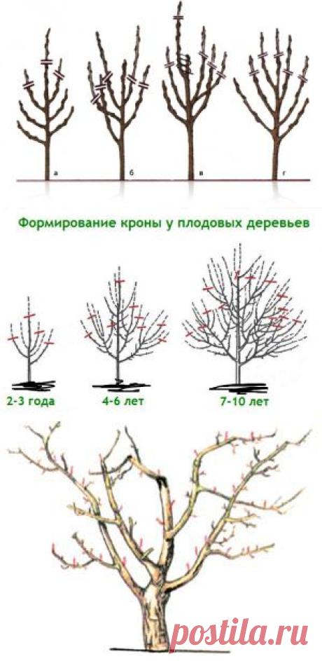 Обрезка яблони весной - схема | Цветовод-Консалтинг