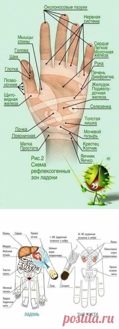 ТАЙНАЯ СИЛА ПАЛЬЦЕВ…