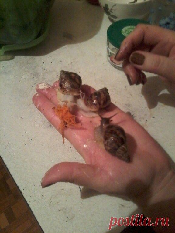 мои ахатинки