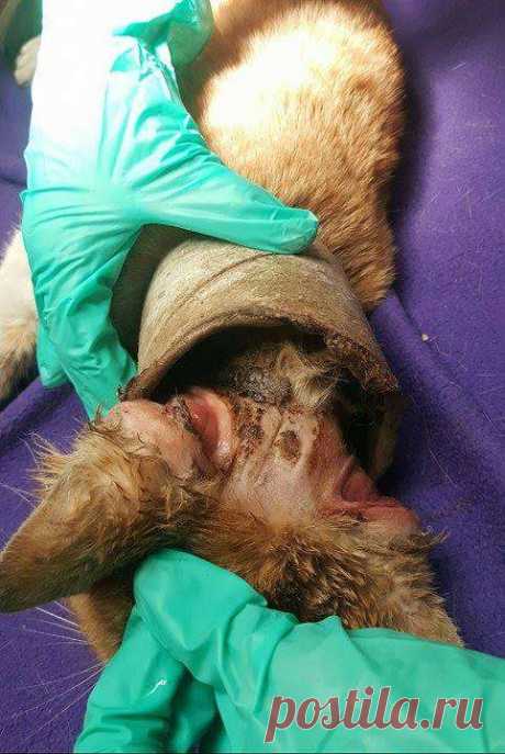 Кот с рулоном от скотча на шее… Что может быть печальнее? К счастью, жизнь Валентина сейчас совсем другая