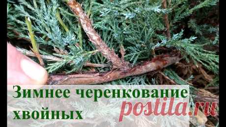 Зимнее черенкование хвойных 2 Немного подкорректирую детали зимнего черенкования хвойных растений. Субстрат, фунгицид, укоренитель, бокс для укоренения, подсветка. Всё это должно увеличит...