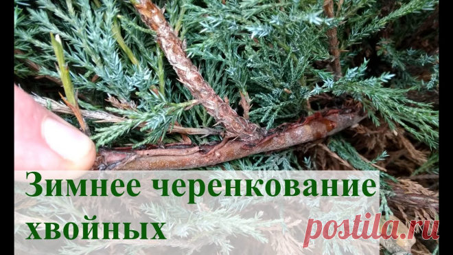 Зимнее черенкование хвойных 2 Немного подкорректирую детали зимнего черенкования хвойных растений. Субстрат, фунгицид, укоренитель, бокс для укоренения, подсветка. Всё это должно увеличит...