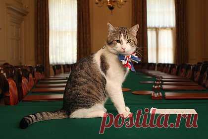 Главный мышелов Великобритании не захотел находиться в одном помещении с Зеленским