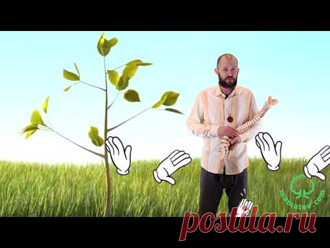 Новое Древо. Глава 1: Позвоночник. Авторский тренинг Алексея Маматова.