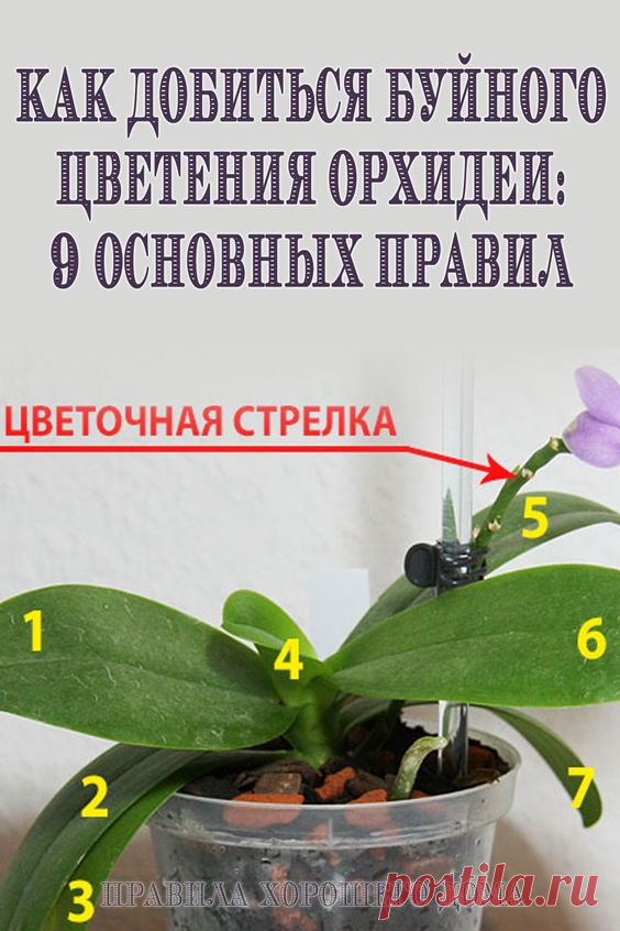 Как добиться буйного цветения орхидеи: 9 основных правил - Упражнения и похудение