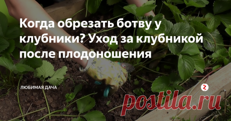 Когда обрезать ботву у клубники? Уход за клубникой после плодоношения В середине июля, откормив нас сладкими ягодами, много сил и времени потребует клубника. За этой барыней нужен подобающий уход, чтобы и в следующем году она снова расщедрилась на угощение!
Первое, что я делаю,- срезаю все старые листья. Оставляю только центральные три или четыре листочка, они более нежные и молодые, чем боковые. Остальные срезаю, оставив "пеньки" высотой 7-10 сантиметров.
Для чего
