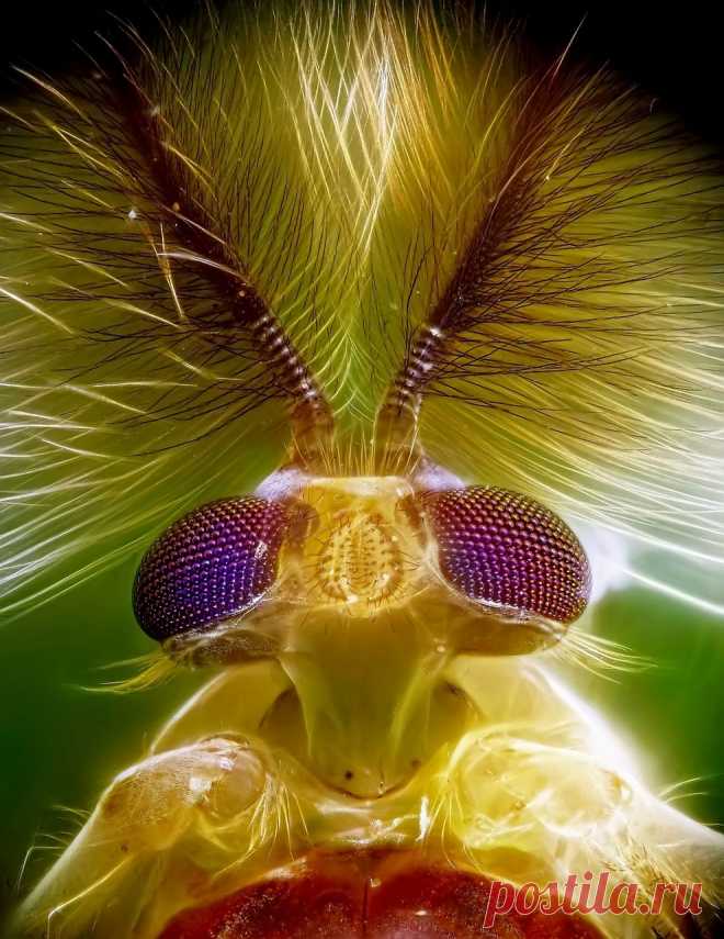 Ваше сиятельство | National Geographic Россия