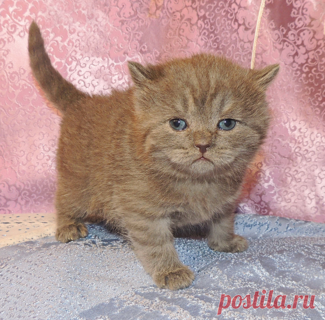 Малыши шотландские страйты. Котик голубого окраса и кошечка тэбби. На фото котятам 22 дня.