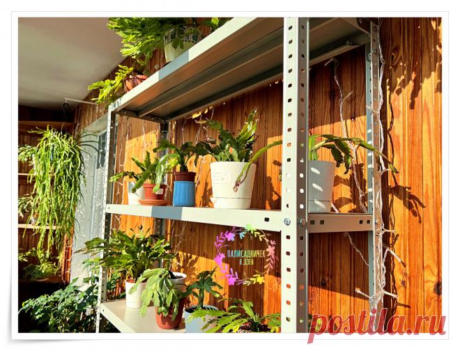 Как ухаживать за декабристом в конце лета, чтобы цвёл потом обильно-продолжительно. У меня свой подход | Палисадничек | Дзен