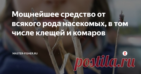Мощнейшее средство от всякого рода насекомых, в том числе клещей и комаров Ничто так не способно испортить отдых на природе, надоедливые комары, мошки, осы. Да ладно бы только укусы, но ведь есть реальная возможность получить более серьезные проблемы, например, от укуса энцефалитного клеща.
А потому, выезжая на природу, первым делом следует позаботиться о безопасности.
Магазинные репеллентные средства первое — дорогие, второе — не всегда эффективные, а третье — помогают