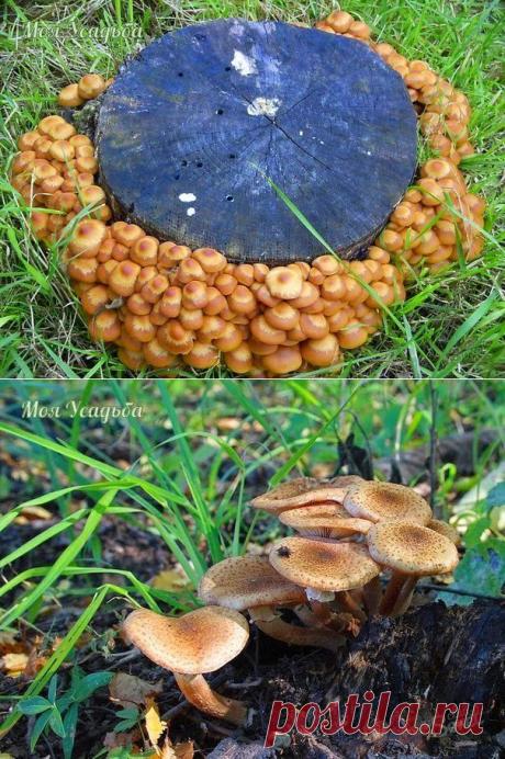 Как вырастить опята