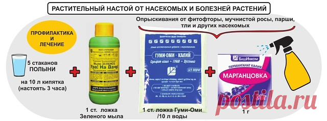 Родная полынь - защитница.

Полезные свойства, защита от листогрызущих, блошек, блох, клещей, а также различных паразитов и грызунов. Рецепты отваров.