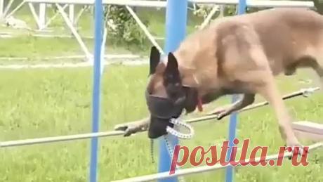 Вот это да! (Дрессировка собаки-спасателя так сказать)