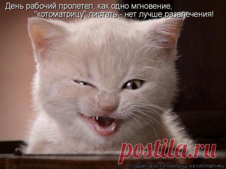 Мордатый нянь (котоматрица)