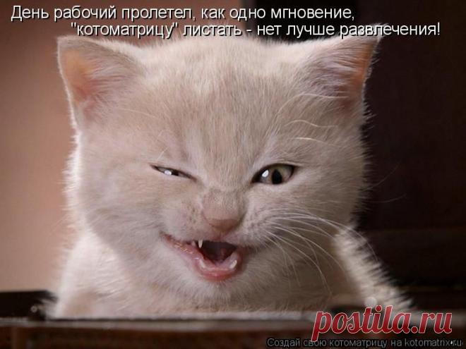 Мордатый нянь (котоматрица)