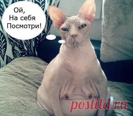 ♥ БРАТЬЯ НАШИ МЕНЬШИЕ ♥