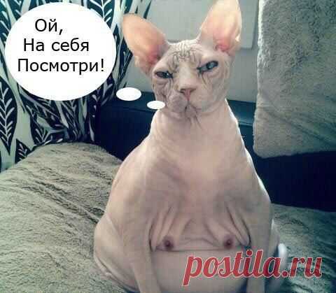 ♥ БРАТЬЯ НАШИ МЕНЬШИЕ ♥