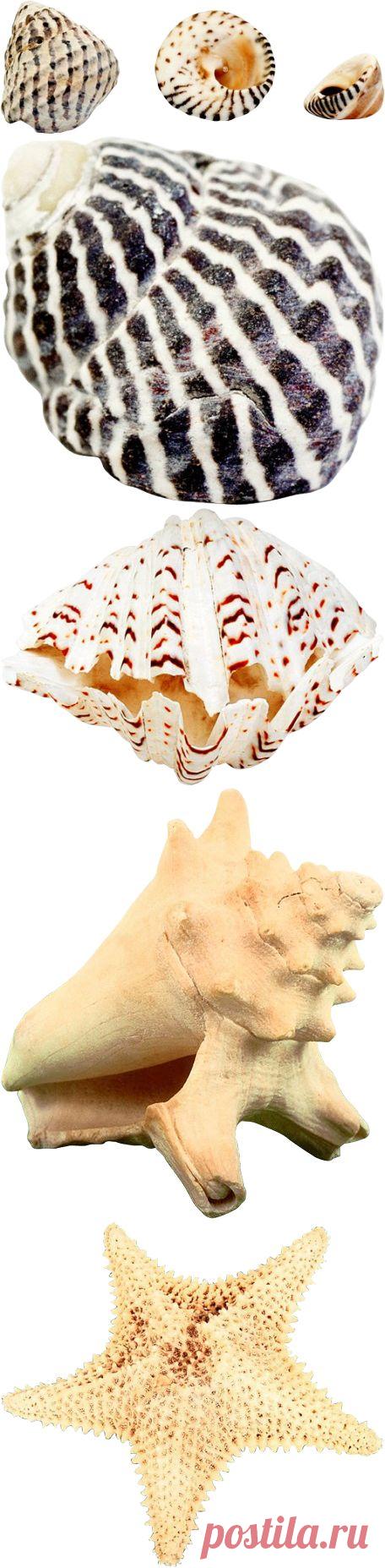 Морская тематика - картинки для творчества - клипарт на прозрачном фоне Seashells PNG