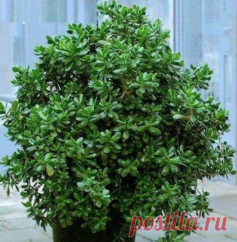 Прочистка кухонной раковины за 5 секунд | Делаем сами