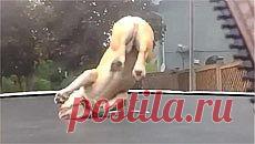 Новое видео с животными - Cмотреть смешное видео, подборки неудач, видео приколы, играть флэш игры онлайн, просматривать смешные и интересные картинки абсолютно бесплатно