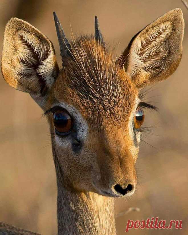 Красавица маленькая газель!! 🦌
Сколько же в глазах доброты, интереса и наивности!!!🍃