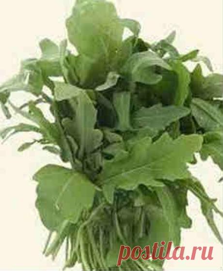 Трава рукола