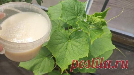 Садово - Цветочный Елены Николаевой | Даже дохлые огурцы, томаты, перцы вмиг пойдут в рост и не будут болеть, натуральная подкормка, копеечное средство