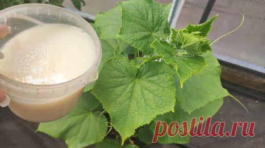 Садово - Цветочный Елены Николаевой | Даже дохлые огурцы, томаты, перцы вмиг пойдут в рост и не будут болеть, натуральная подкормка, копеечное средство