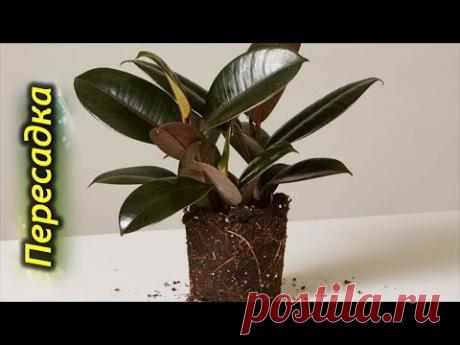 Как и Когда пересаживать Фикус Эластика. Пересадка фикуса.