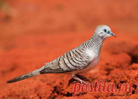 Сем. Голубиные (Columbidae)
Мирная горлица (Geopelia placida)