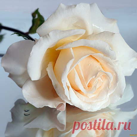 Я люблю ✿ ЦВЕТЫ ✿ | I ♥ Flowers