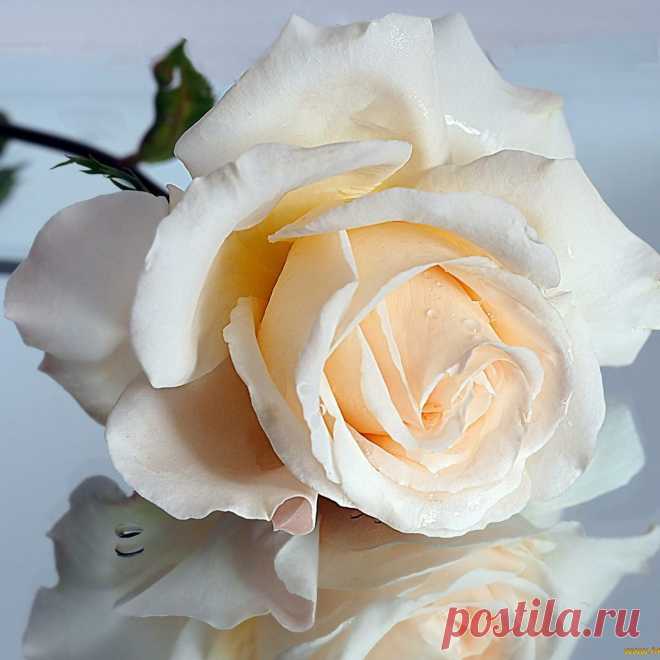 Я люблю ✿ ЦВЕТЫ ✿ | I ♥ Flowers