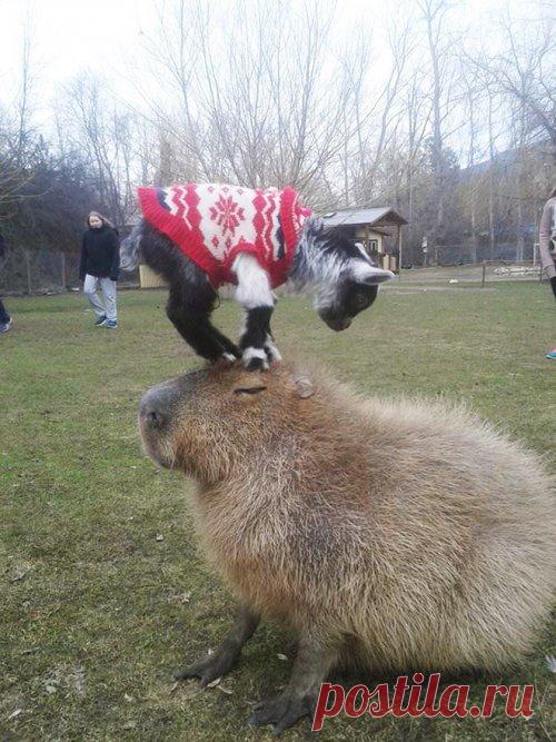 22 убедительных фотодоказательства того, что капибары являются самыми дружелюбными животными в мире