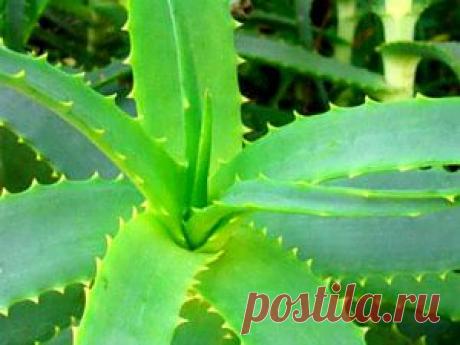 Маски для кожи лица из сока алоэ 
Наличие в соке целого ряда витаминов и микроэлементов делают его основным ингредиентом для приготовления многих рецептов фитокосметики.