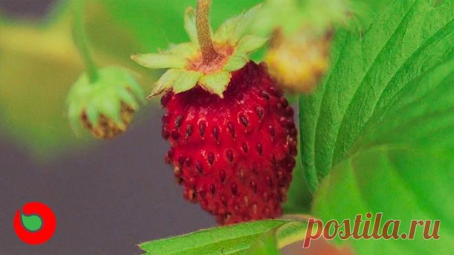 Теперь зимой буду есть свою землянику! Как вырастить землянику в квартире. Земляника дома.