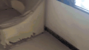 Прикольно - 25 домашних питомцев, которые были пойманы с поличным