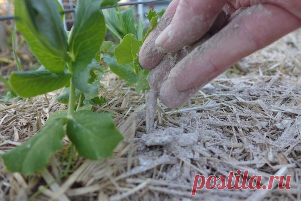 Древесная зола – серое золото