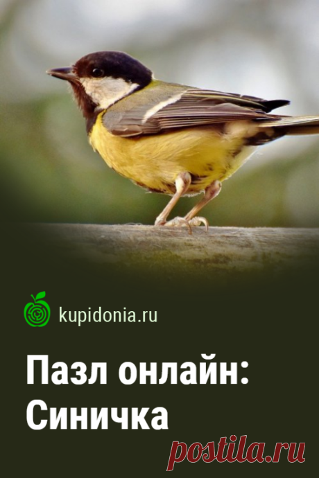 Пазл онлайн: Синичка. Красивый пазл онлайн с яркой синичкой из серии «Городские птицы». Тренировка мозга. Собирай пазлы на сайте!