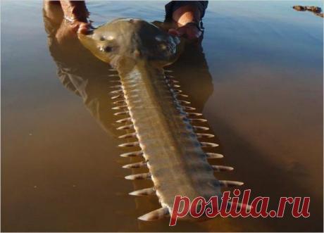 Самые страшные речные монстры (110 фото) | Прикольные картинки, интересные фотографии, фото девушек, смешные и интересные видео, фото приколы