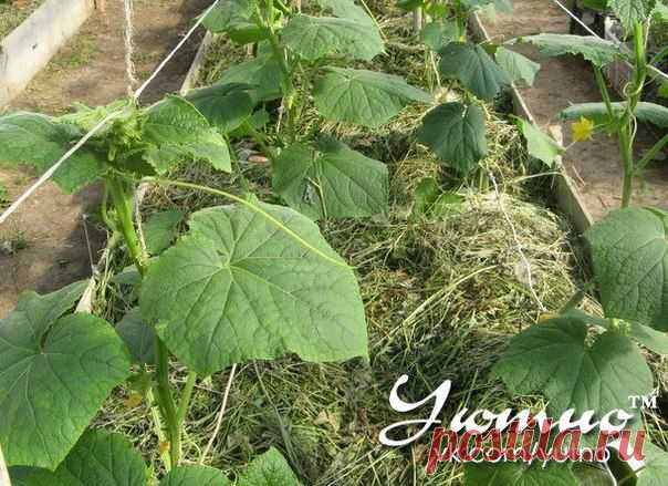 Соломенная грядка для огурцов.