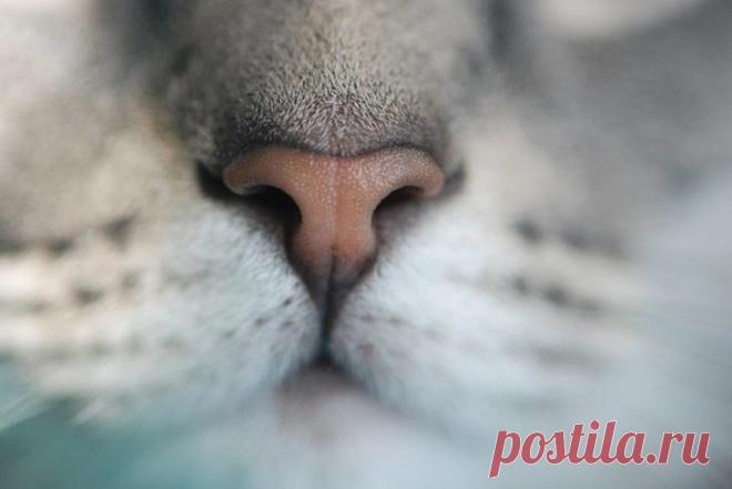 25 кошачьих носиков для повышения уровня счастья в организме